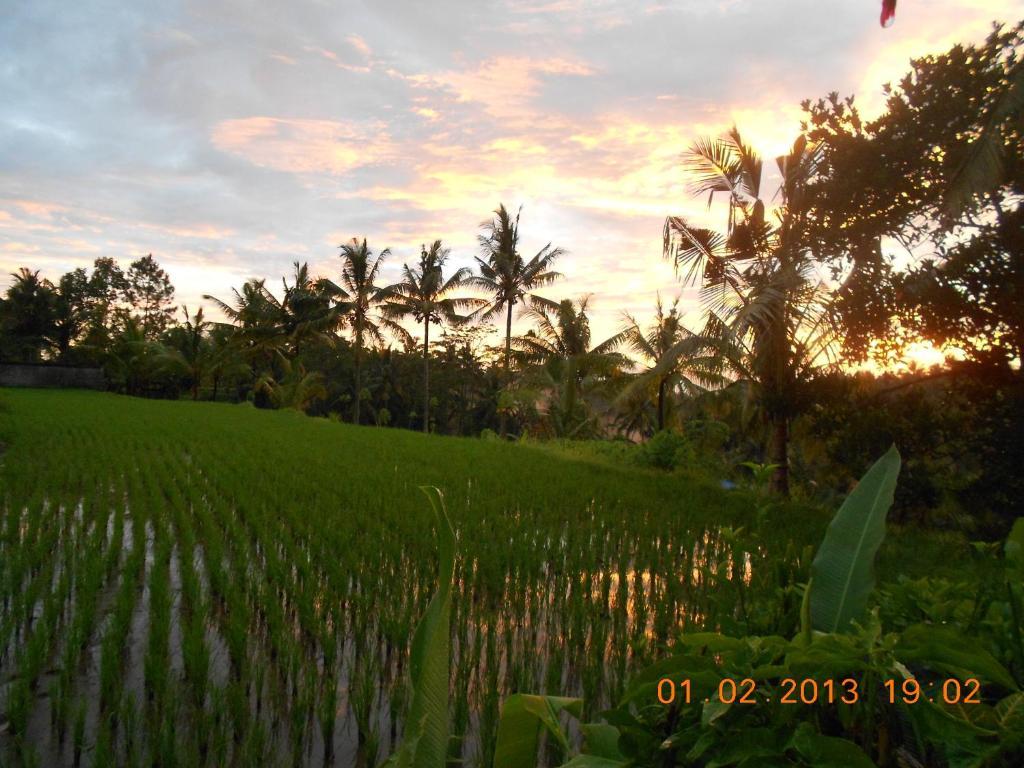 Villa Jasmine B&B Ubud Szoba fotó
